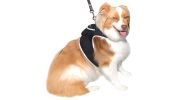 Get Realtime Pet Locations w/ Pet Tracker Mini Cat Dog GPS Tracking Collar Size:M